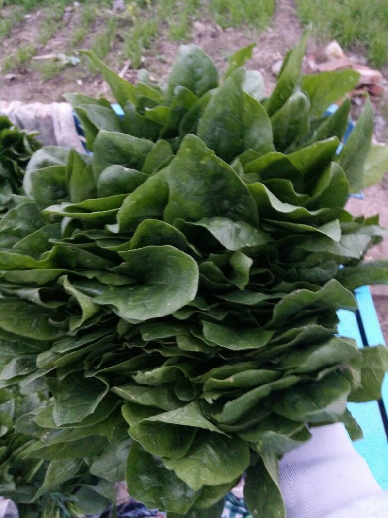 越冬菠菜20~25厘米