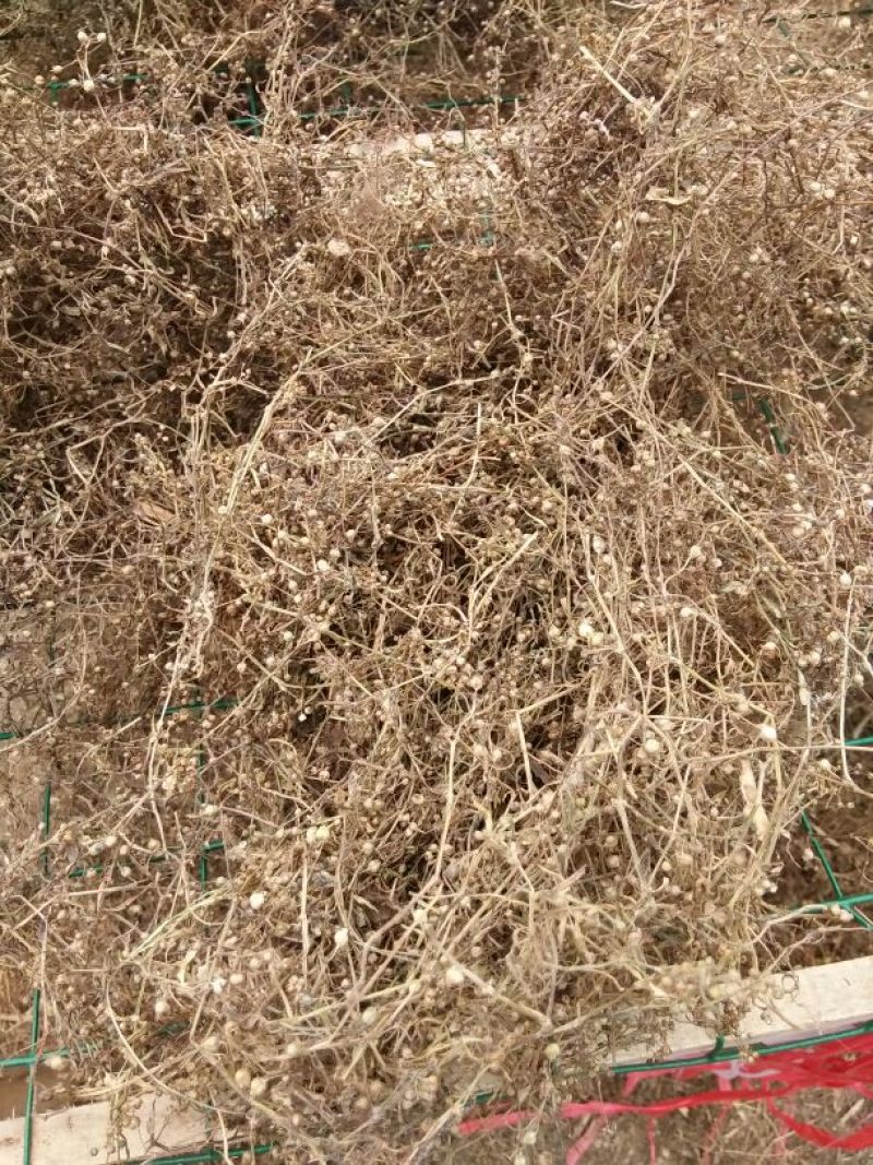 白花蛇舌草