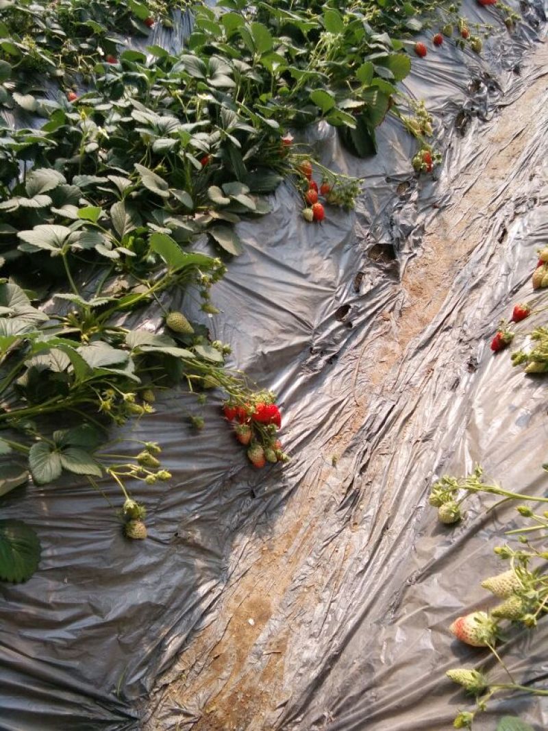 草莓苗30~40cm，红颜草莓苗，甜查理草莓苗，妙香。