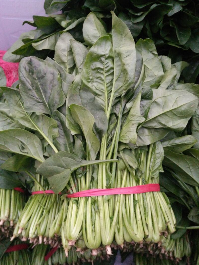 秋菠菜20~25厘米