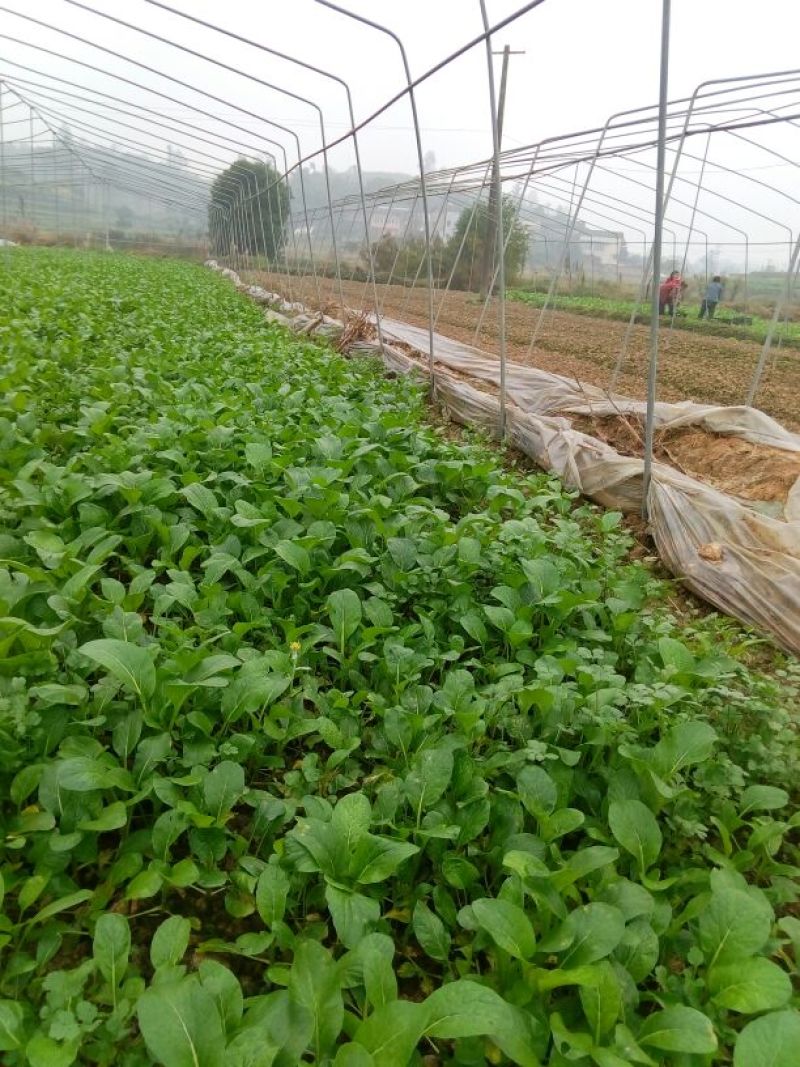 菜苔15~20厘米