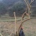 高山杜鹃