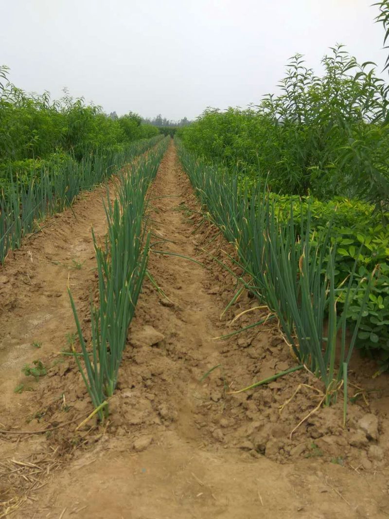 章丘大葱35~40cm毛葱3cm左右