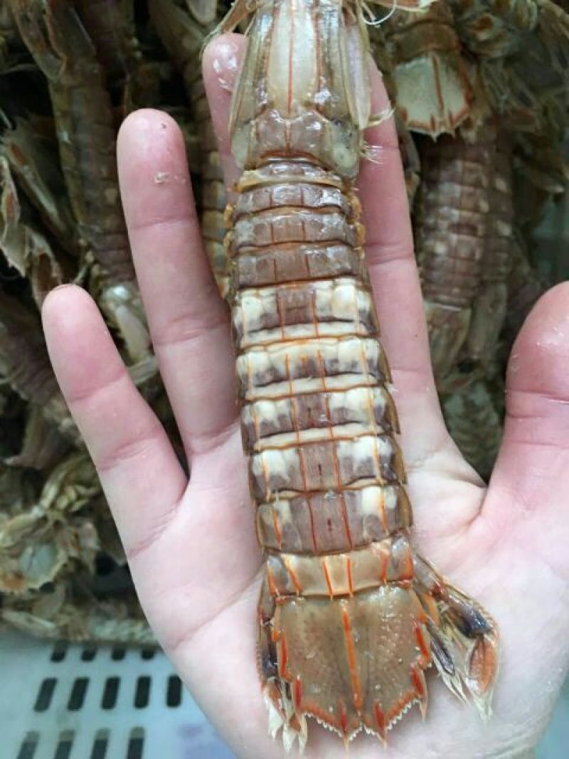 干虾