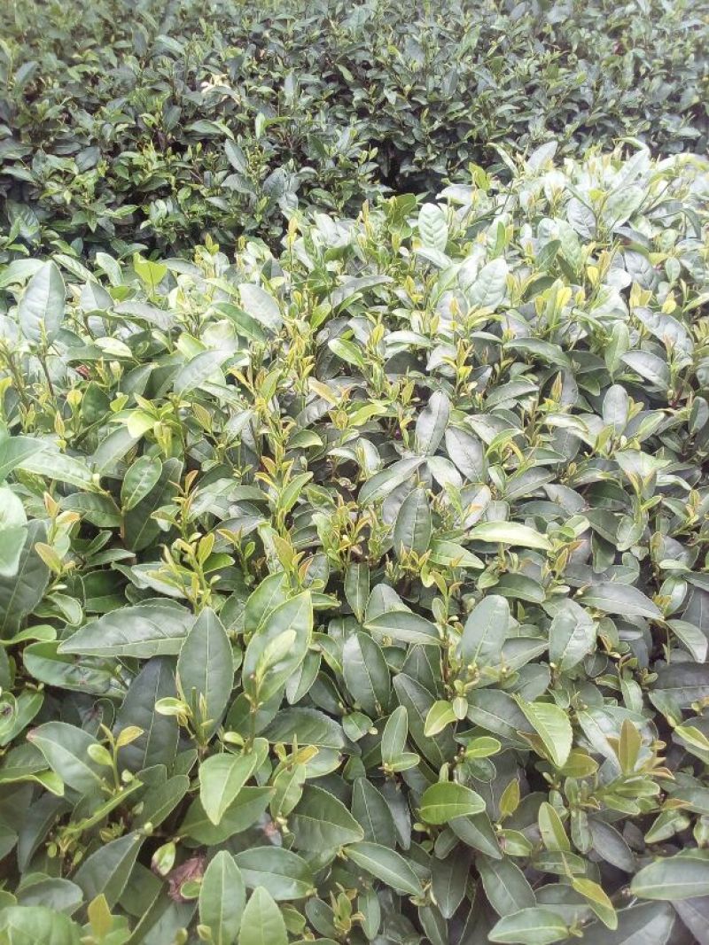 本山茶特级