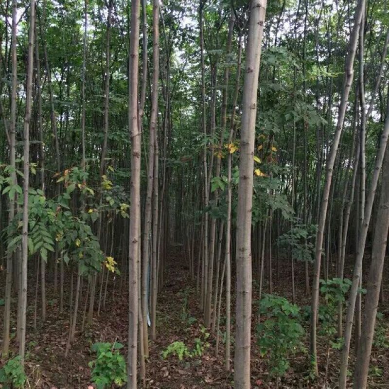黄山栾树4~6cm4~6cm3~3.5米