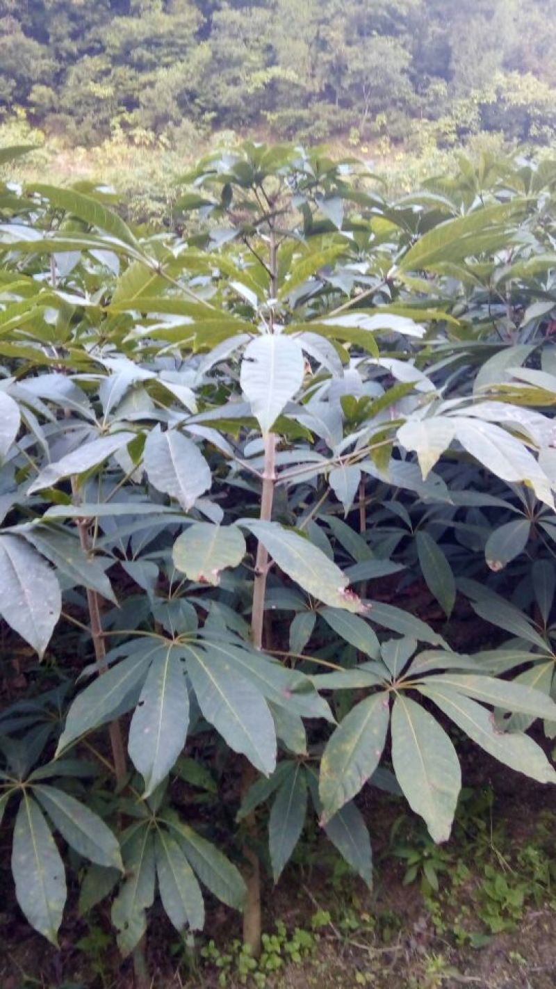 七叶树10~20cm50~100cm