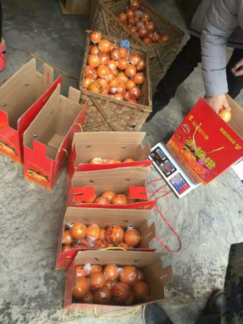 冰糖橙