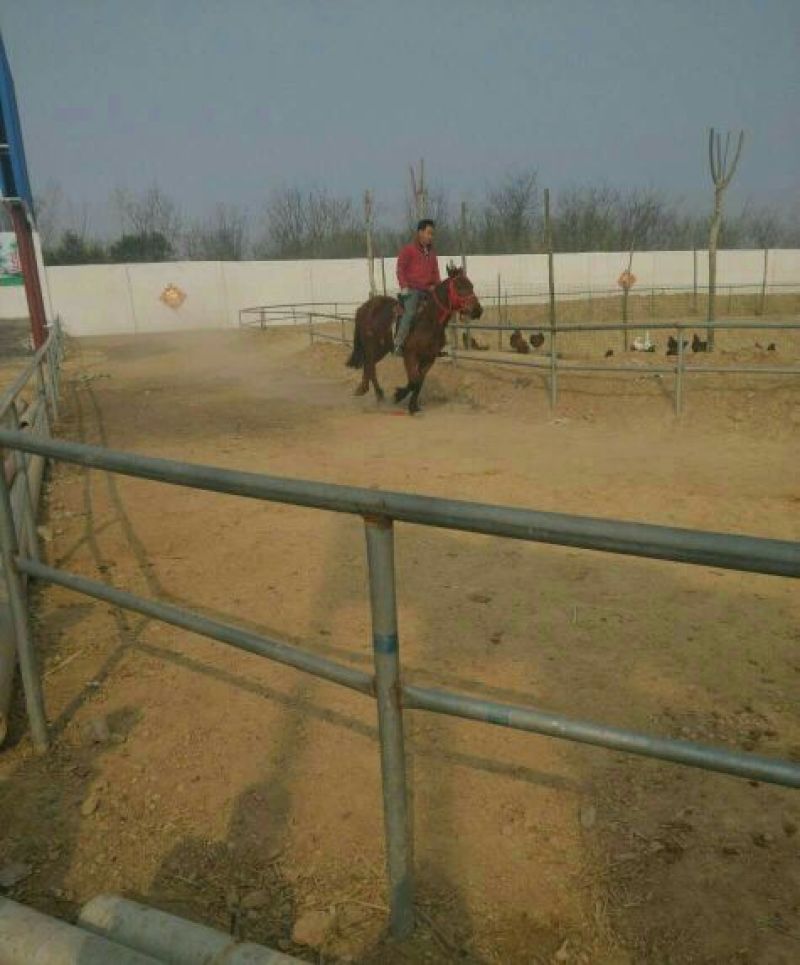 矮马100~200kg