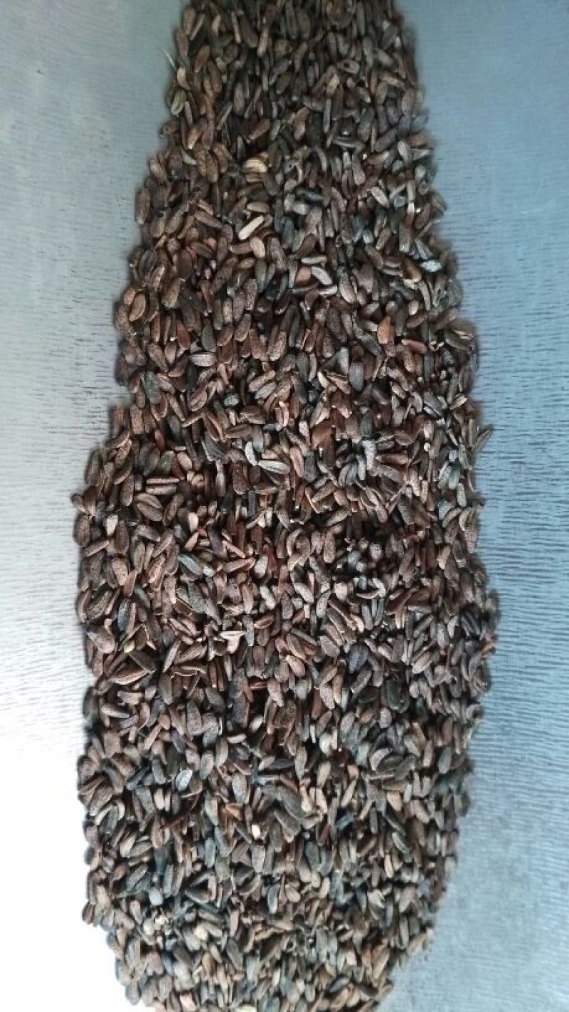 牛蒡子净货