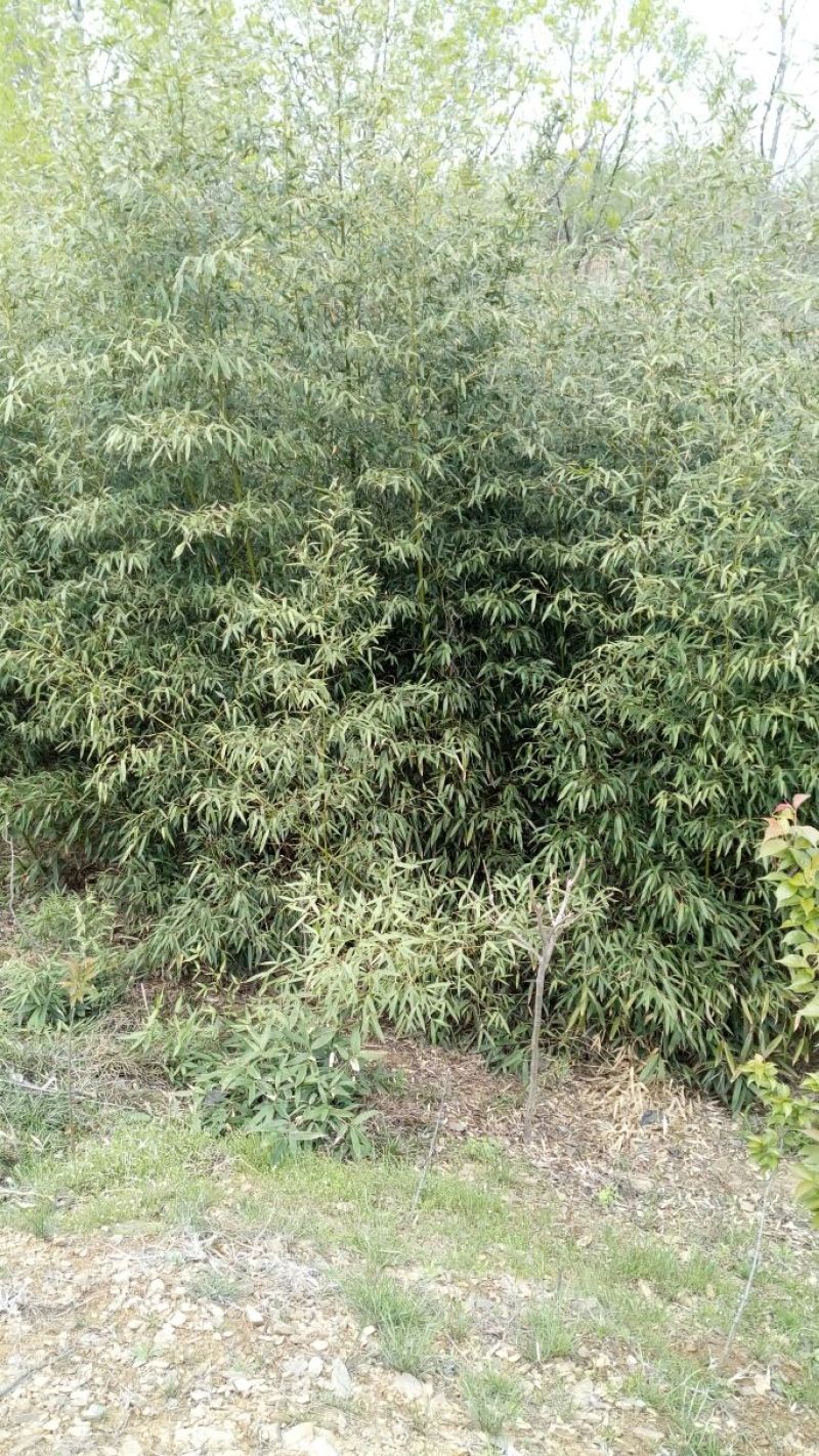 竹子2~3m