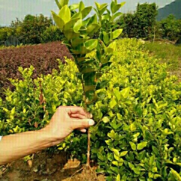 金森女贞4cm以下