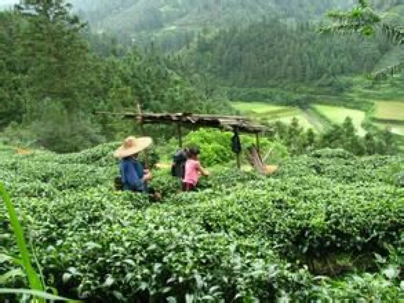 古树普洱茶二级