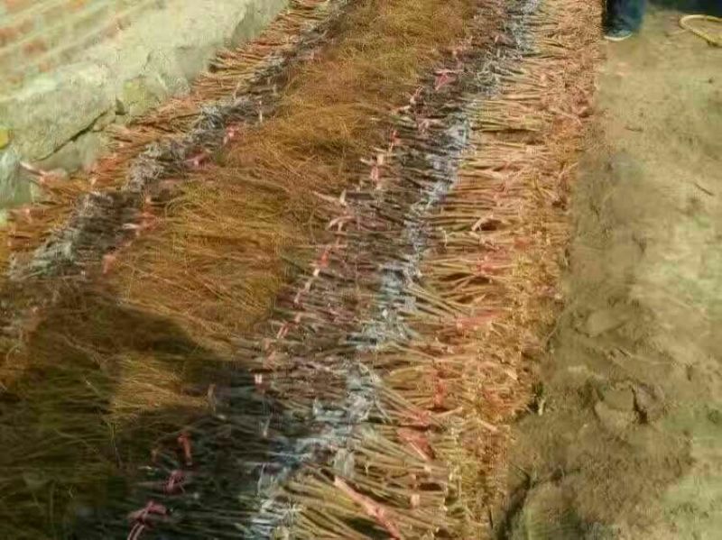 夏黑葡萄苗葡萄苗嫁接品种葡萄苗批发嫁接苗扦插苗都有