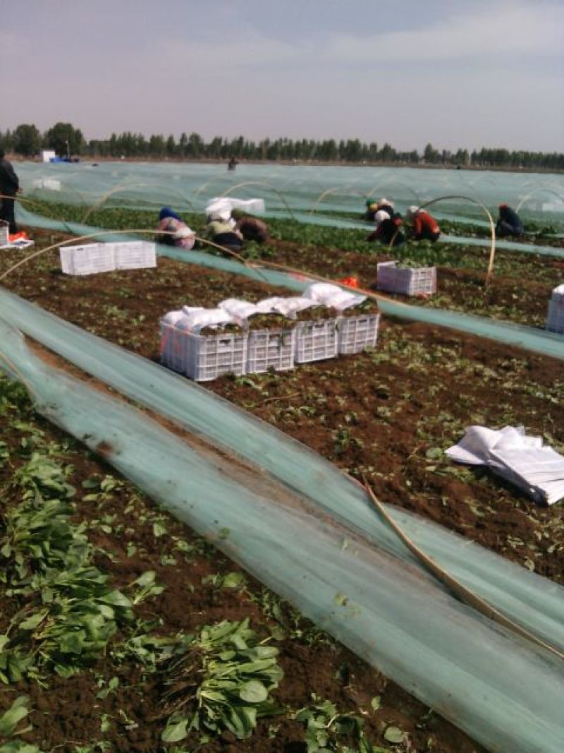 菠菜10~15厘米