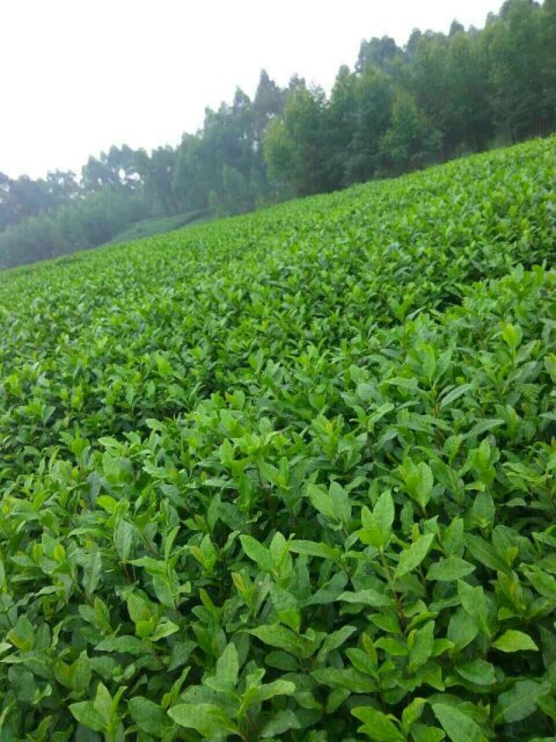 茶树苗