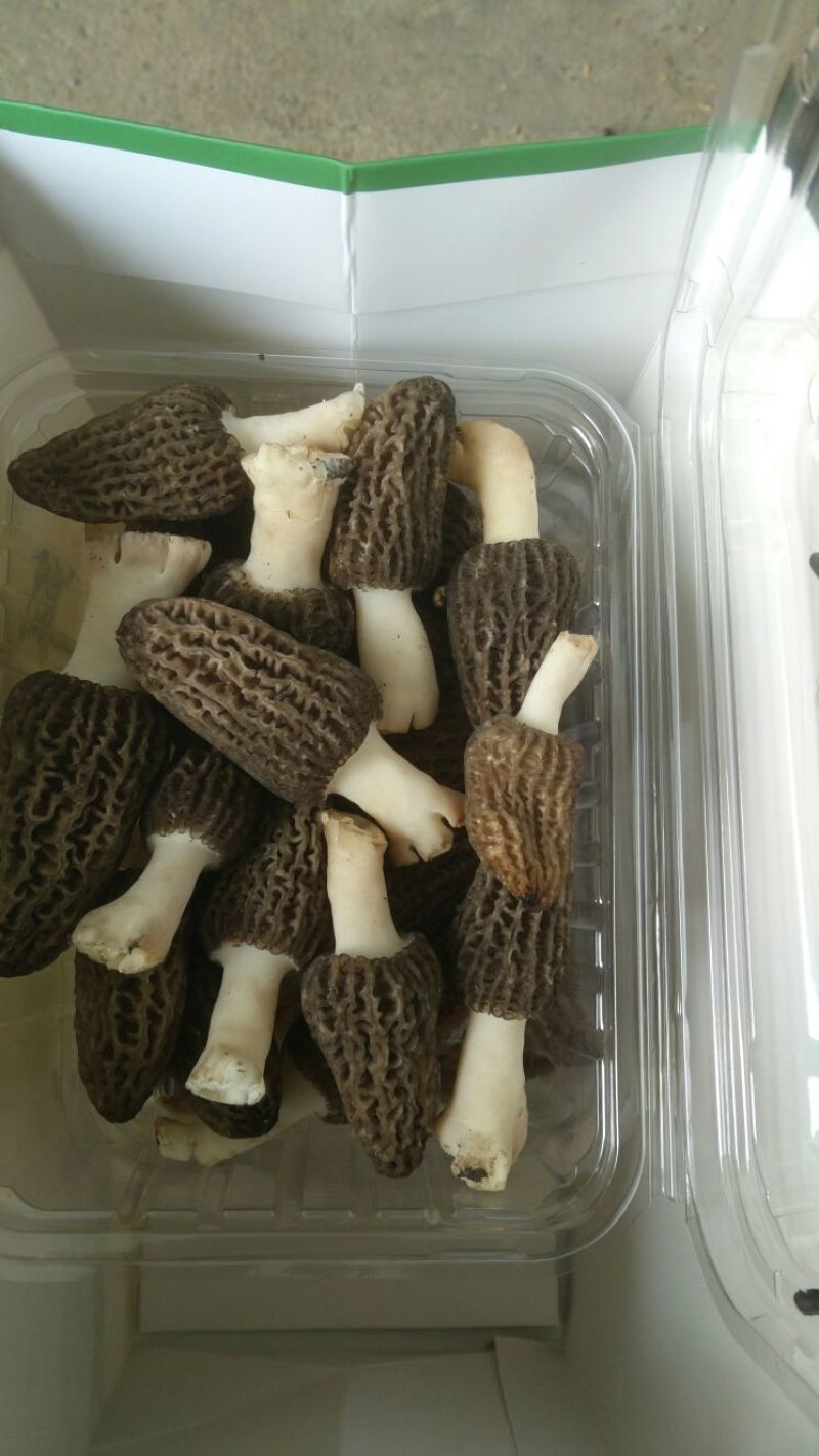 鲜羊肚菌一级品