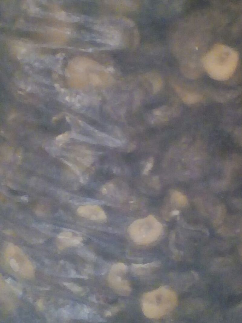 干香菇