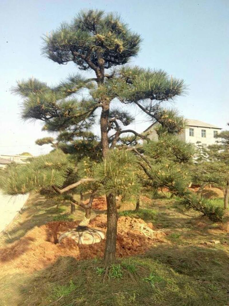 造型松