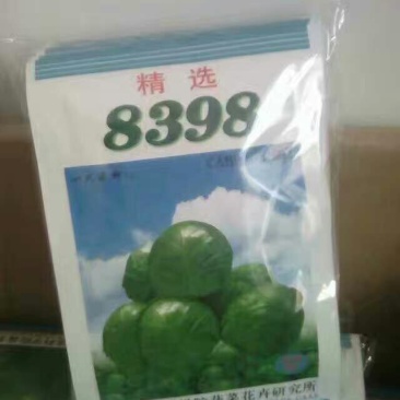 甘蓝种子