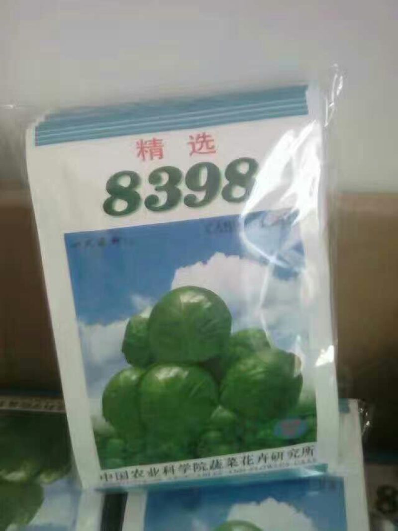 甘蓝种子