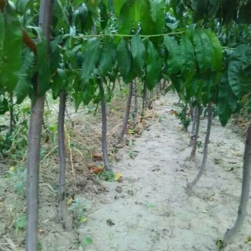 红不软桃树苗70~80cm