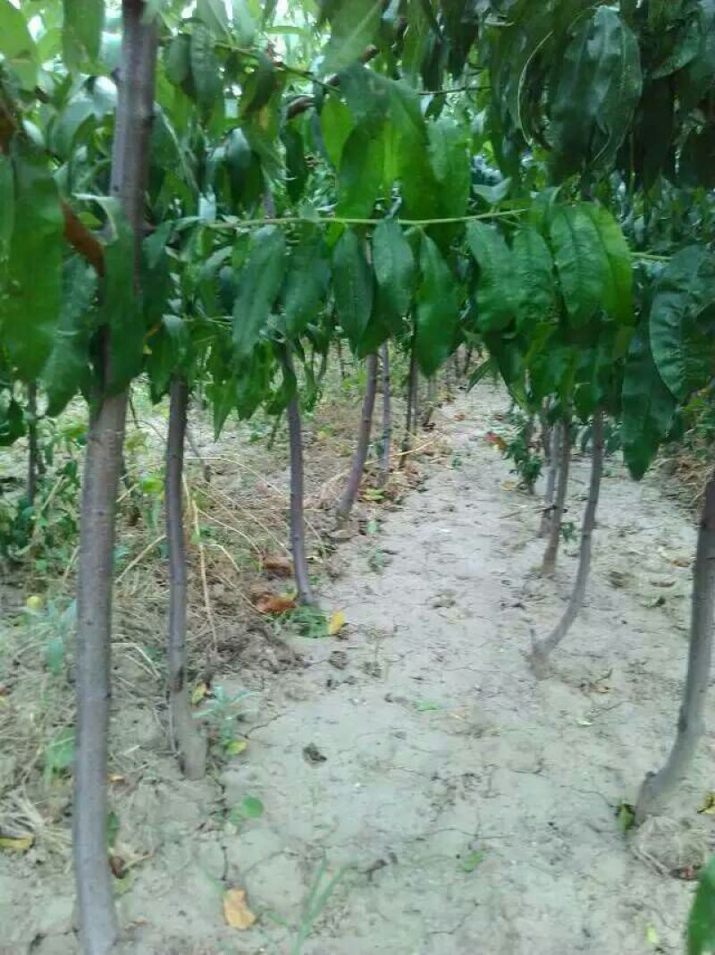 红不软桃树苗70~80cm