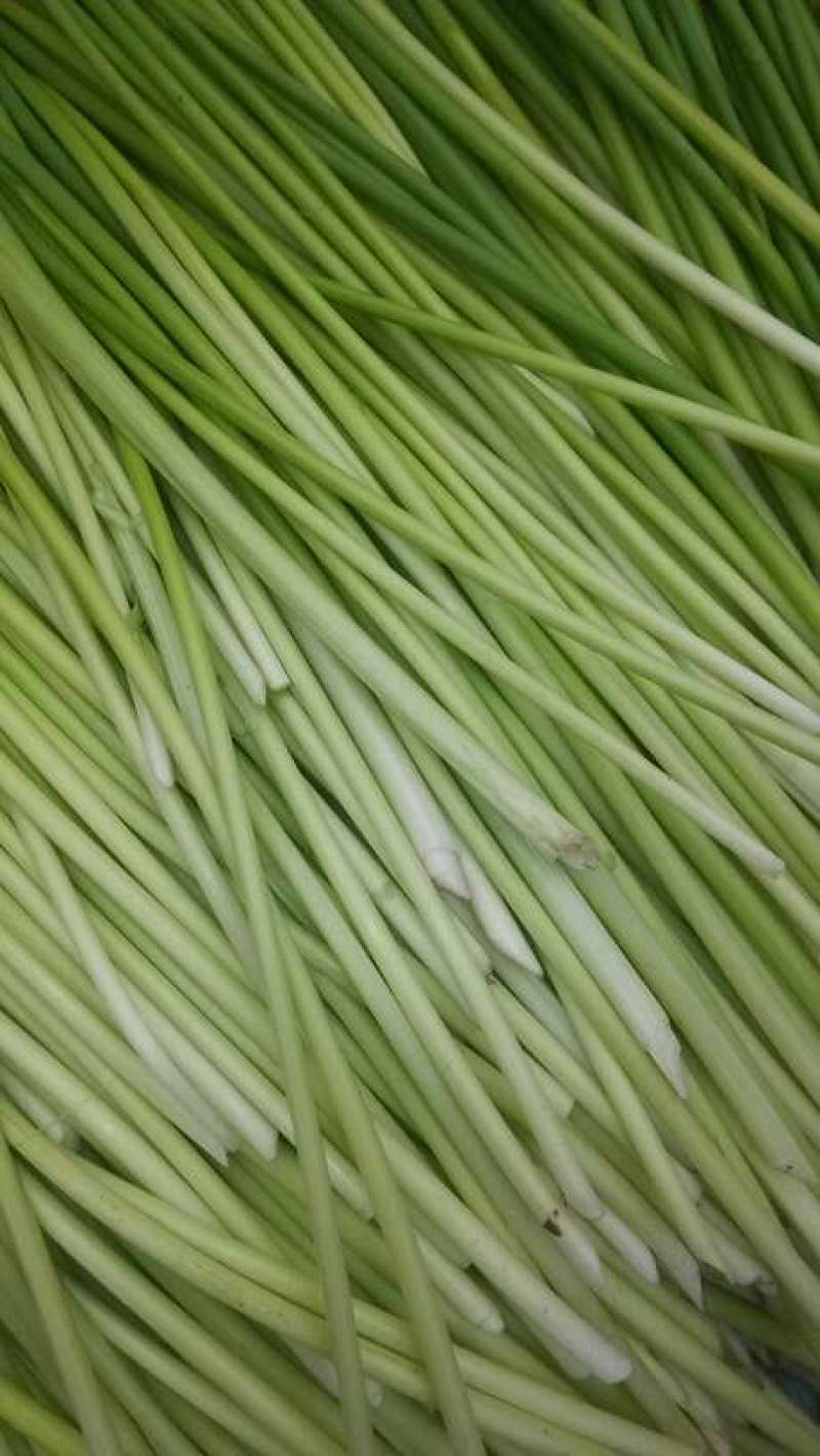 白帽蒜薹