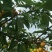 山东品质樱桃苗81~110cm规格齐全