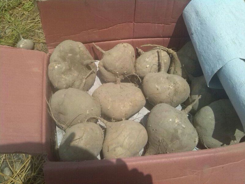 广东徐闻新苗苟葛白地瓜应季节凉薯沙苟