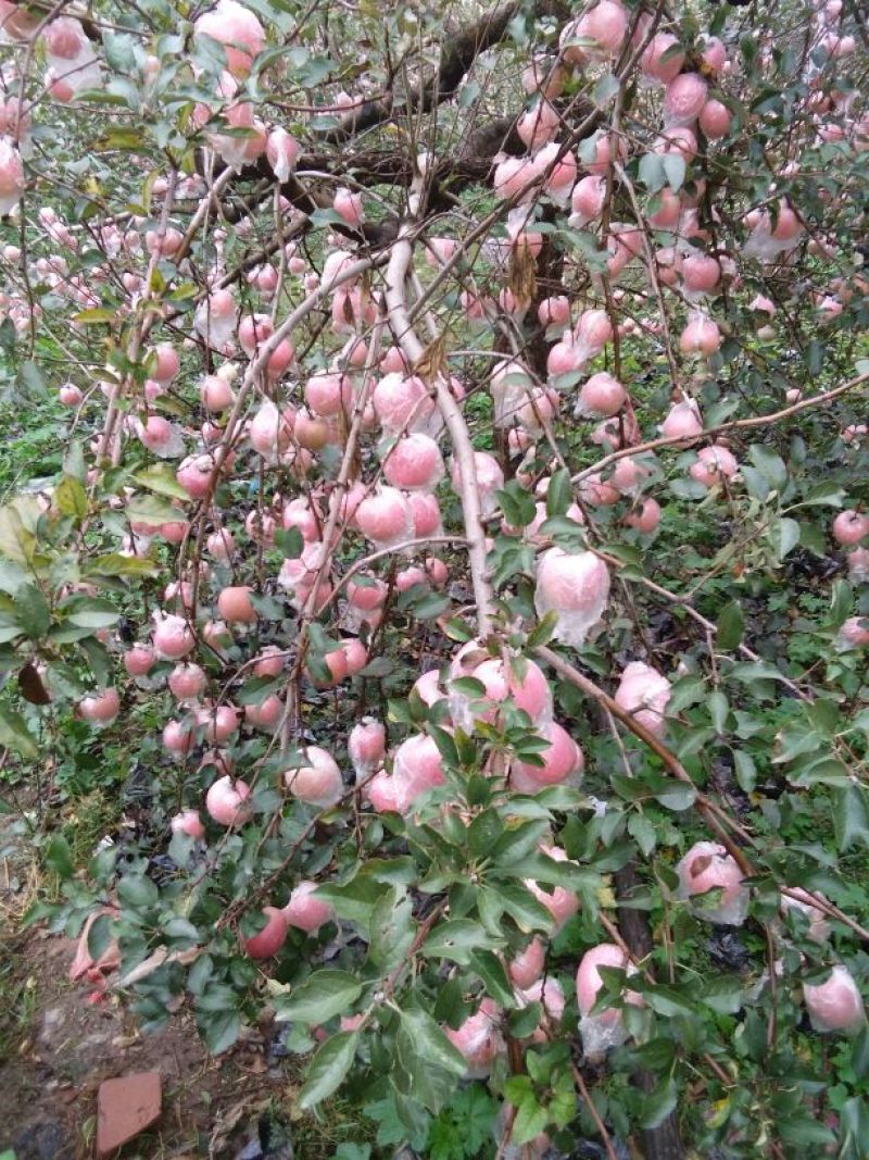 鲜货红富士苹果