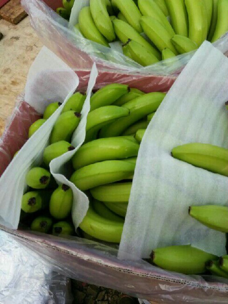 精品河口香蕉云南香蕉七成熟大量供应可视频看货全国发