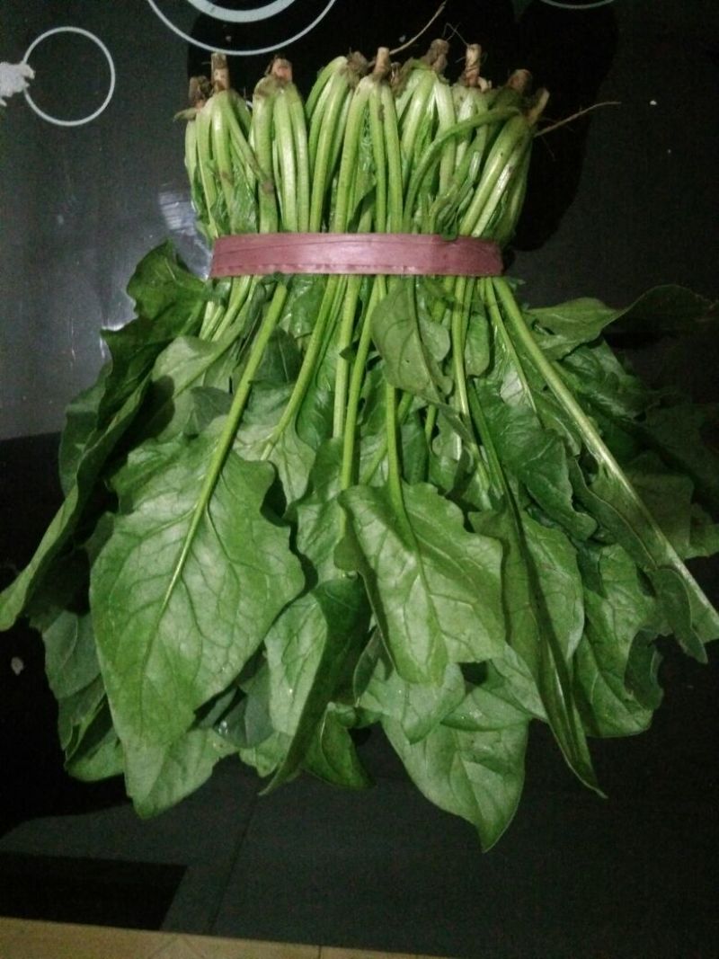 大叶菠菜20~25厘米