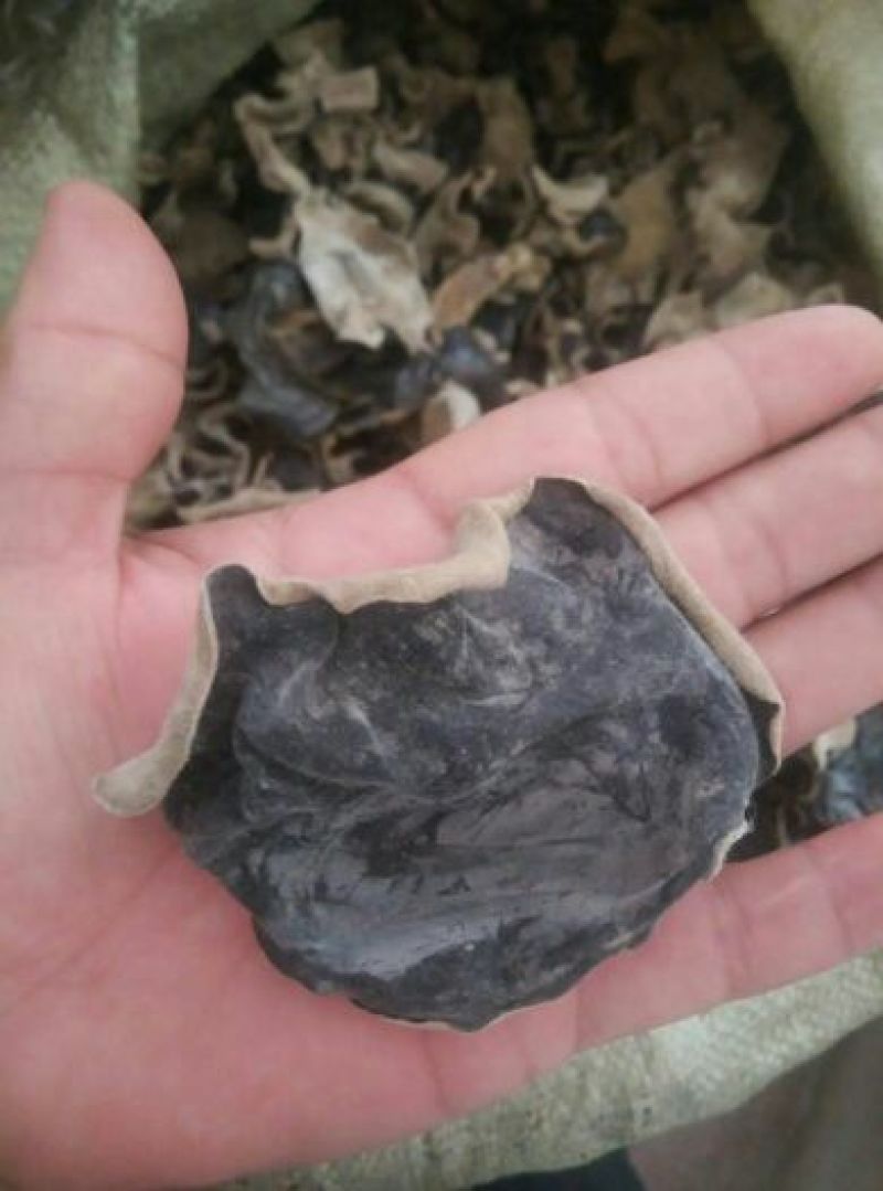 干木耳一级