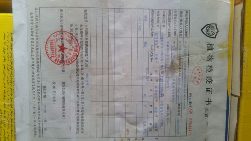新新2号核桃30mm以上去皮干