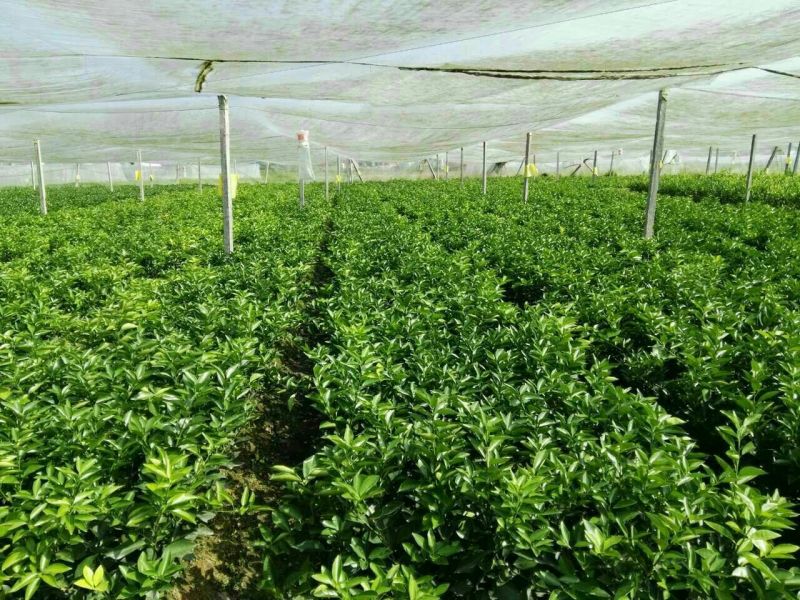 茂谷柑苗30~50cm