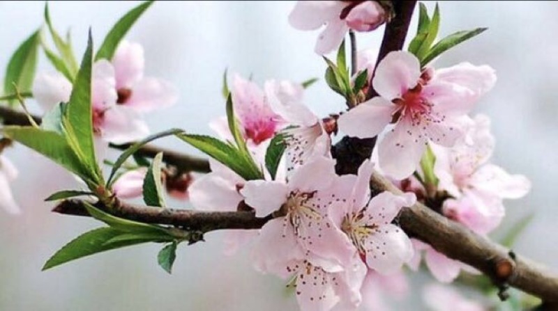 沂蒙霜红桃树苗