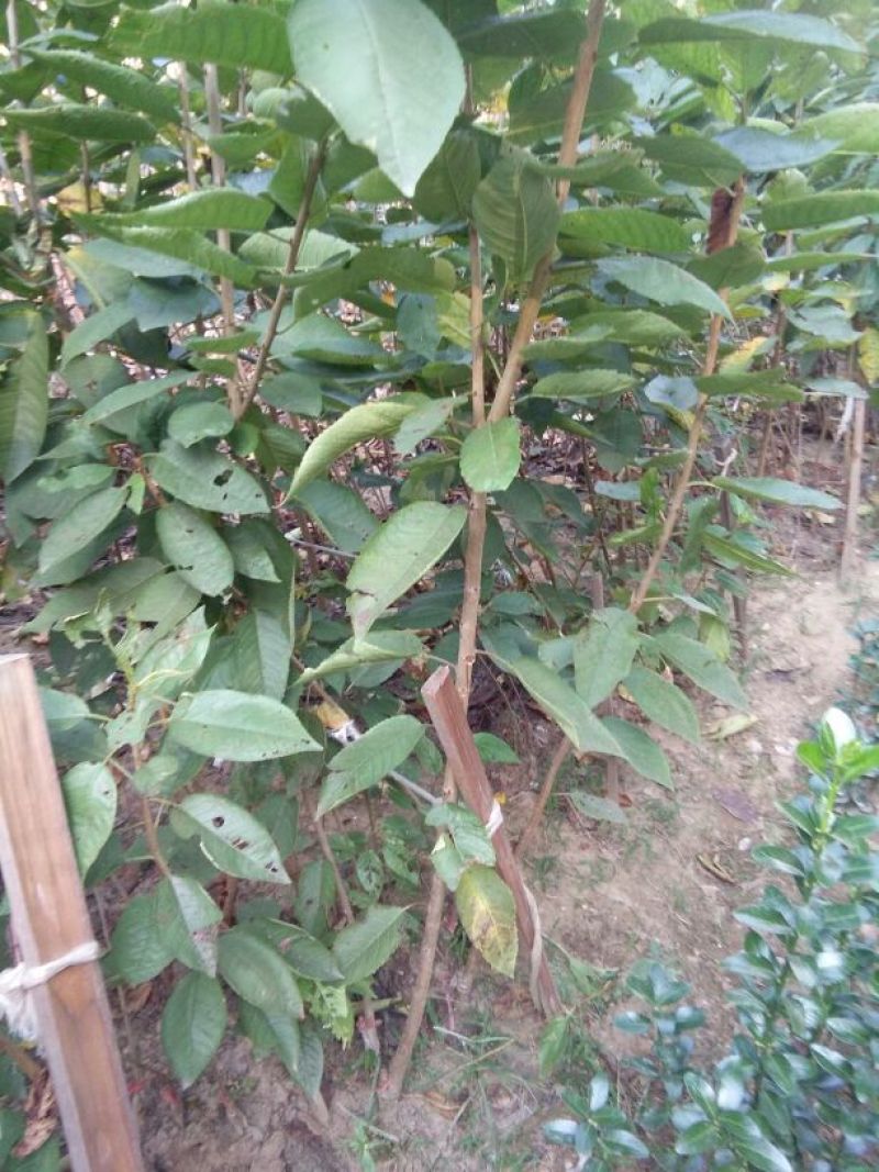樱桃树苗2年50~80cm，矮化樱桃树苗，各种规格。