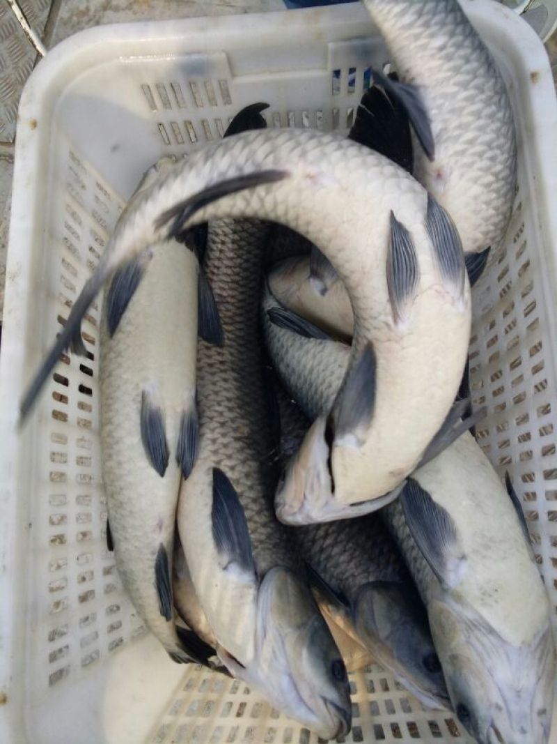 池鲤鱼食用0.5~1公斤