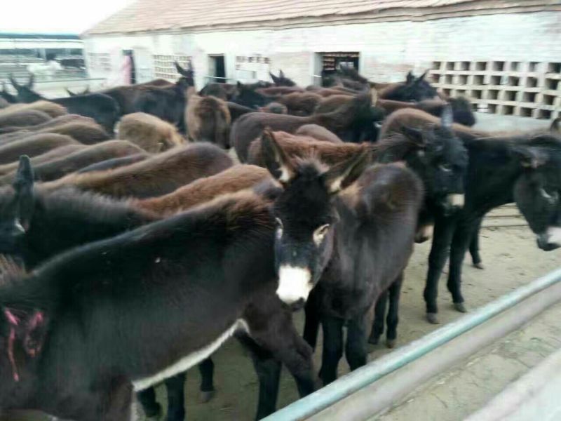 肉驴100~200斤种馿育肥馿全国包运货到付款