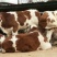 牛犊200~300kg