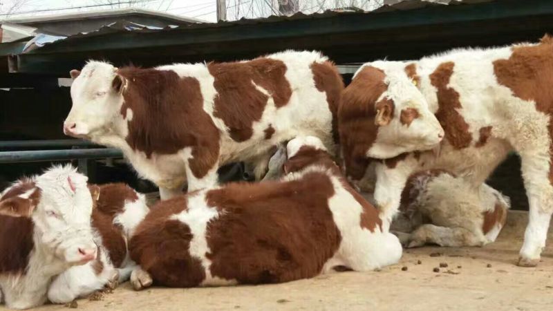 牛犊200~300kg