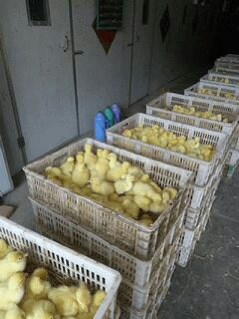 鹅苗250g以下