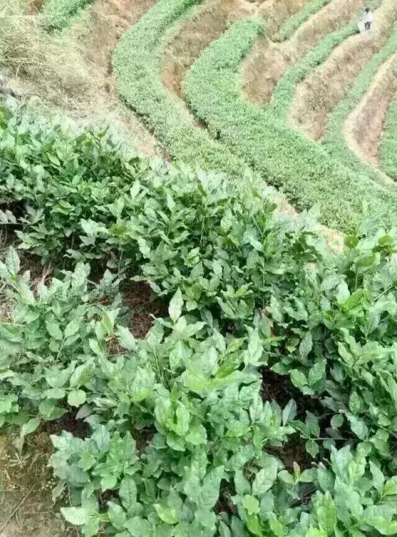 铁观音
