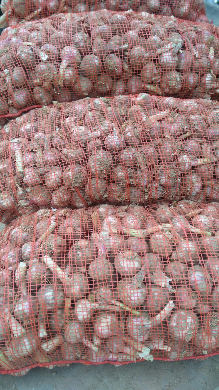 鲜蒜河南商丘市宁陵县_批发_供应-一亩田农业