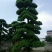 造型松10公分