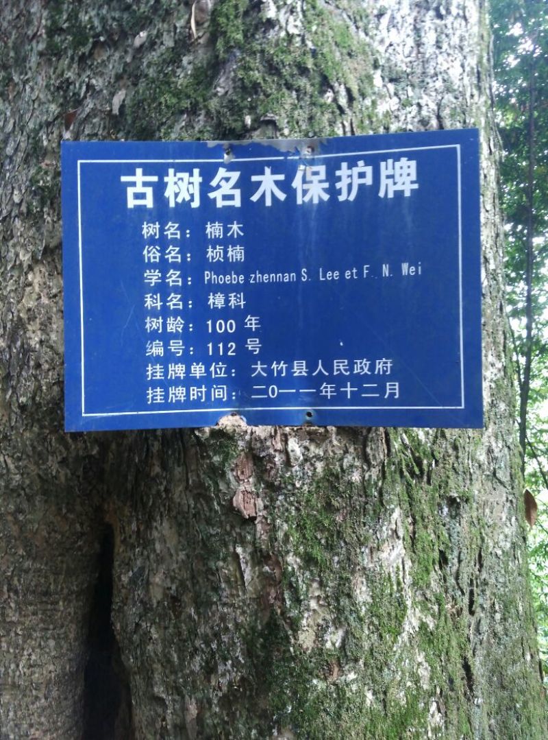 小叶桢楠1~1.5m