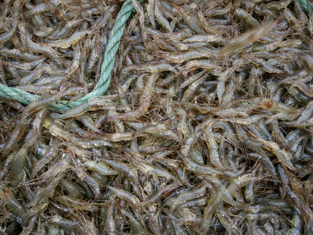 湖北十堰市丹江口市河虾 活虾 26~30只\/kg批发