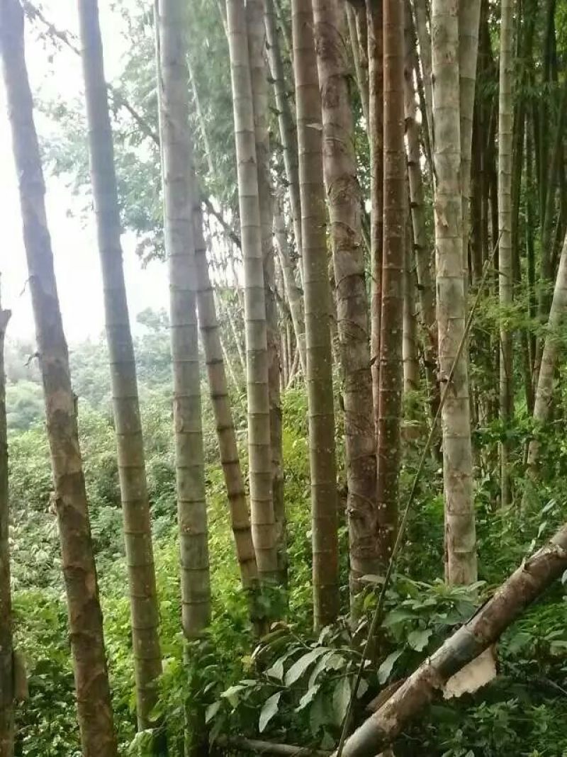 竹子13~14m