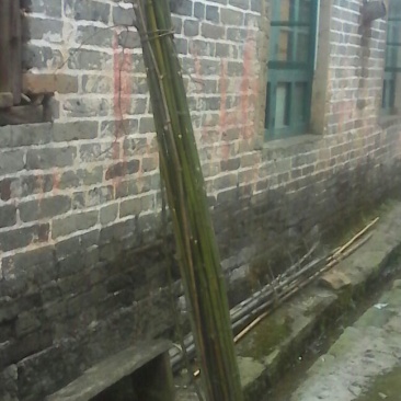 绿竹3~4m